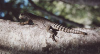 Lizard at Andoahela