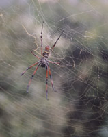 Nephilia spider